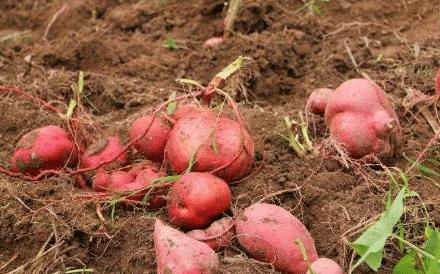 地瓜拉丝失败怎么挽回,地瓜拉丝品质提升计划