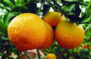 青岛橘子情感挽回案例,青岛男子努力挽回爱情成功案例