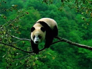 如何挽回熊猫的形象,重建熊猫公众形象