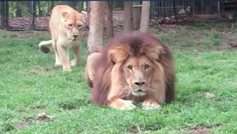 狮子女说不会挽回,狮子女：“无法挽回”)