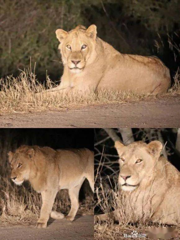 到底要怎么挽回狮子,如何成功挽回狮子？