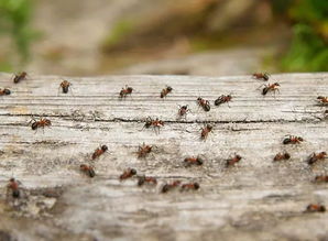怎样挽回蜜蜂群,如何成功挽回蜜蜂族群？