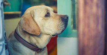 怎么挽回属狗巨蟹男,如何挽回属狗巨蟹男？40字以内新标题：狗蟹复合指南