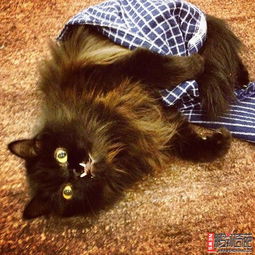 猫长得丑怎么挽回,挽救长相不佳的猫