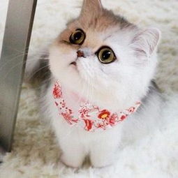 猫咪打猫怎么挽回,如何挽救猫咪互相伤害的关系