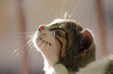 打了猫咪怎么挽回,挽回被打猫咪的方法