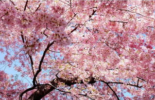 樱花情感挽回机构价格,樱花情感挽回机构费用解析