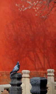 挽回落花此归去,如何让落花重逢归来