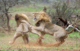 如何挽回狮子前女友,成功挽回狮子前女友的方法)
