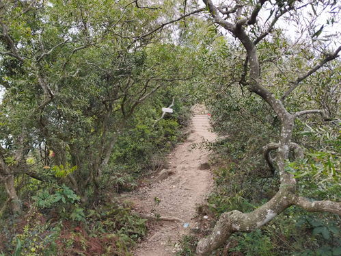 白树高地挽回战友触发，白树高地：两兄弟的重逢之路