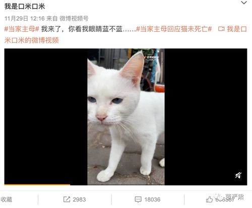 挽回虐猫真题,挽回虐猫事件，如何保护动物权益？