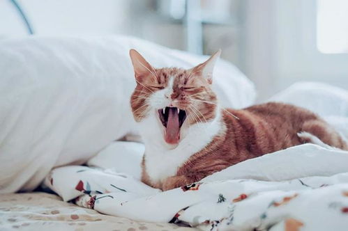 怎么挽回猫咪的芳心,如何让失宠的猫咪重新喜欢你