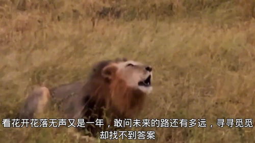 被狮子男挽回啦，狮子男挽回我，前方有光！