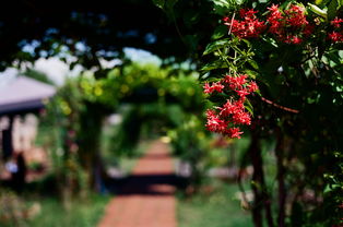 花镇情感挽回爱情,挽回爱情花镇情感