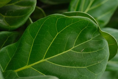 植物枯叶病怎么挽回,治疗植物枯叶病的方法