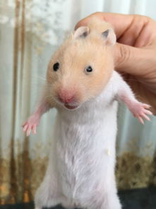 对仓鼠不好怎么挽回，如何拯救不健康的仓鼠？