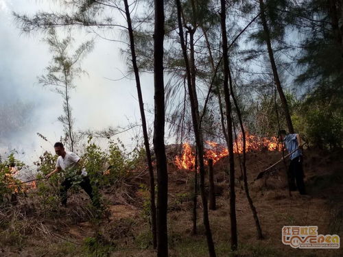 树被烧了怎么挽回,被大火吞噬的树木如何恢复？