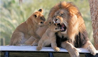 狮子下头了怎么挽回,如何挽回狮子下头？