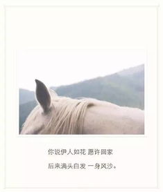 对女狮子挽回的话,感动！男狮子用真情挽回女友