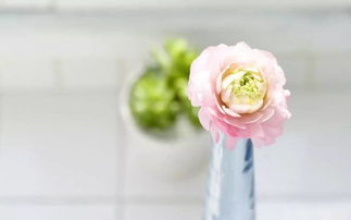 想要挽回送什么花,用什么花挽回心爱的人？