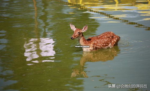 挽回小鹿的最好方法,如何有效挽回你的爱人
