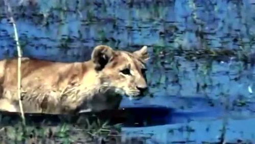 挽回狮子女最佳方法,成功挽回狮子女的最佳攻略