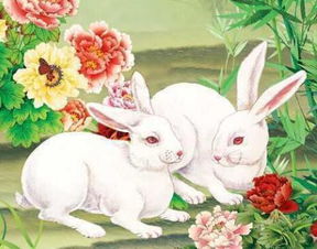 属兔的人怎么挽回,属兔如何挽救感情？