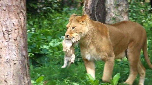 挽回狮子男不回消息,如何挽回不回消息的狮子男