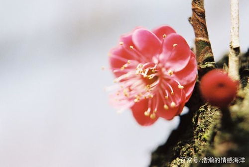 如何破镜重圆挽回感情,重拾爱情：如何挽回失去的感情)