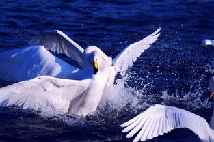 白天鹅情感挽回,挽回爱情，教你成为白天鹅。