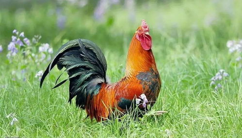 怎样挽回属鸡男人心,如何挽回鸡年男友心