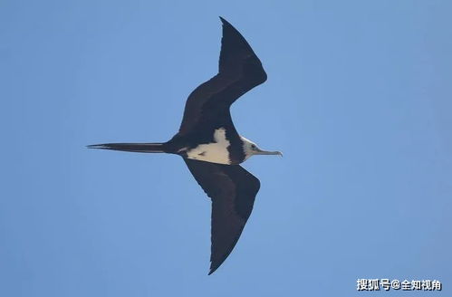 被人类挽回的鸟,人类拯救濒危鸟类，成功还原生态平衡。