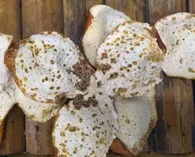 陈皮发霉了怎么挽回,如何挽救被陈皮发霉的情况？