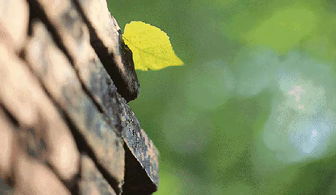 叶子掉落了怎么挽回,如何挽回因叶子掉落而失去的一切