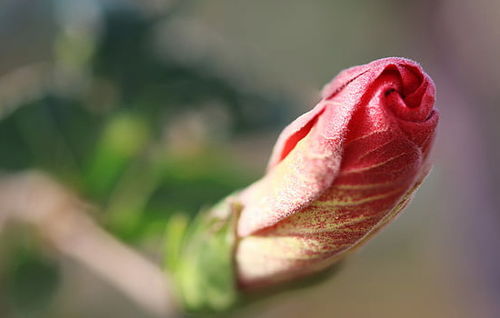 挽回女友用什么花,如何挽回女友：送什么花最有效