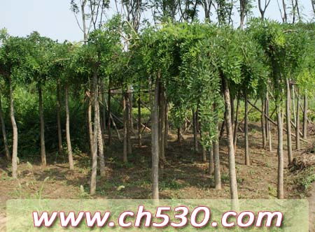 对节白蜡挽回方法,如何用具体措施挽回白蜡节？