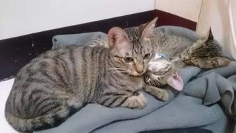 流浪猫怎么挽回主人,流浪猫如何重新获得主人的喜爱