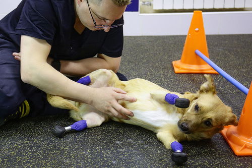 受重生挽回忠犬,忠犬翻身：受重生抢回爱主人