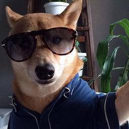 怎样挽回小奶狗,挽救萌宠：奋斗拯救小奶狗