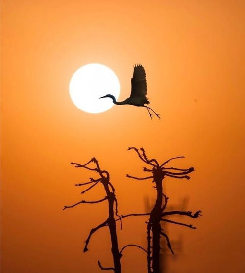 挽回白羊文案朋友的话,挽回白羊座朋友的经典话术