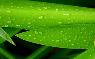 天秤绿我怎么挽回,如何挽回失落的天秤绿？