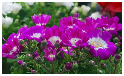 挽回男友花束包装教程,告别生死离别，挽回男友花束装配教程