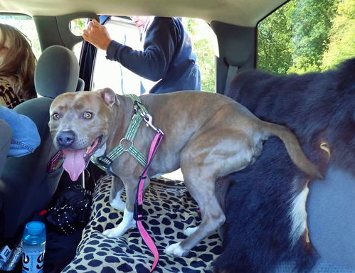 打狗狗很重怎么挽回,怎样挽救狗狗过重问题