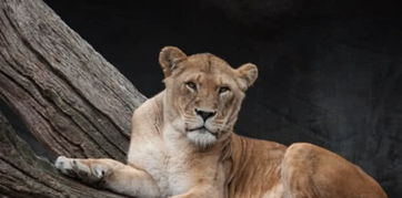 狮子男不爱了挽回,如何挽回不爱的狮子男