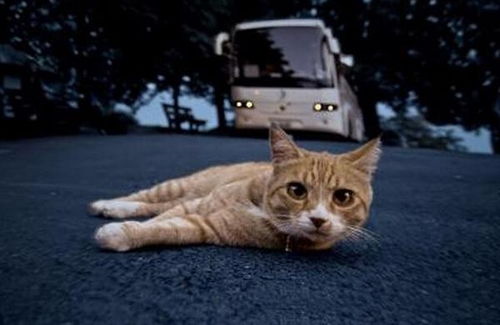 打完猫后怎么挽回,失误删猫，如何挽回？