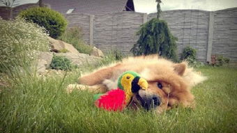 狮子女伤心怎么挽回,挽回狮子女心情的方法