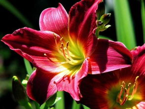 鲜花能挽回女人吗,鲜花能否挽回女人的心？)