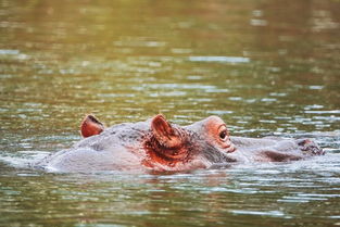 阀河马试图挽回形象,阀河马为恢复形象努力