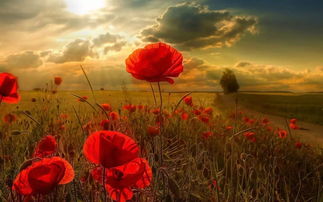 无法挽回青春,挽回青春已成过往，珍惜当下是王道