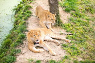 挽回狮子男的几率,如何提高挽回狮子男的成功率